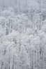 USA, New York State. Snow covered trees, Green Lakes State Park Poster Print by Chris Murray - Item # VARPDDUS33CMU0130