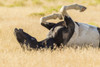 USA, Utah, Tooele County. Wild horse adult rolling in grass.  Poster Print by Jaynes Gallery - Item # VARPDDUS45BJY0648