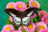 Papilio polymnestor, tropical butterfly on pink flowering mums Poster Print by Darrell Gulin (24 x 18) # US48DGU1618