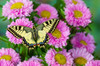 Old world swallowtail butterfly, Papilio machaon, on pink mums Poster Print by Darrell Gulin (24 x 18) # US48DGU1620
