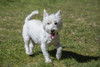 Issaquah, WA. Westie running with great enjoyment in the park.  Poster Print by Janet Horton - Item # VARPDDUS48JHO0139