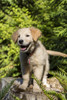 Issaquah, WA. Golden Retriever puppy standing on a tree stump.  Poster Print by Janet Horton - Item # VARPDDUS48JHO0747