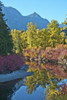 Fall foliage, White River Area, Wenatchee National Forest, WA. Poster Print by Michel Hersen - Item # VARPDDUS48MHE0446