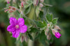 Yellowstone National Park, sticky geraniums blossom in the spring Poster Print by Ellen Goff (24 x 18) # US51EGO0241