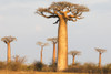 Madagascar, Morondava, Baobab Alley. Baobab trees in morning light Poster Print by Ellen Goff - Item # VARPDDAF24EGO0086