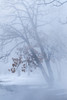 Trees along frozen Lake Kussharo. Winter snow with mist rising. Poster Print by Darrell Gulin - Item # VARPDDAS15DGU0120