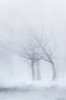 Trees along frozen Lake Kussharo. Winter snow with mist rising. Poster Print by Darrell Gulin - Item # VARPDDAS15DGU0121