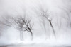 Trees along frozen Lake Kussharo. Winter snow with mist rising. Poster Print by Darrell Gulin - Item # VARPDDAS15DGU0122