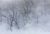 Trees along frozen Lake Kussharo. Winter snow with mist rising. Poster Print by Darrell Gulin - Item # VARPDDAS15DGU0134