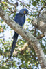 Pantanal, Mato Grosso, Brazil. Hyacinth Macaw perched in a tree. Poster Print by Janet Horton - Item # VARPDDSA04JHO0084