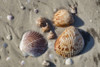 Seashells, Honeymoon Island State Park, Dunedin, Florida, USA Poster Print by Jim Engelbrecht - Item # VARPDDUS10JEN0653