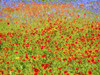 Soft focus on blanket flower, Indian paintbrush and blue Bonnets Poster Print by Sylvia Gulin - Item # VARPDDUS44SGU0000