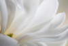 USA, Washington State, Seabeck. White magnolia flower detail.  Poster Print by Jaynes Gallery - Item # VARPDDUS48BJY0964