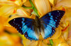 Charaxes smaragdalis butterfly on large golden cymbidium orchid Poster Print by Darrell Gulin (24 x 18) # US48DGU1611