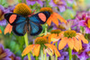 Tropical butterfly, hypochlora, wings out on orange coneflowers Poster Print by Darrell Gulin (24 x 18) # US48DGU1767