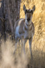 USA, Montana, Paradise Valley. Close-up of pronghorn antelope. Poster Print by Jaynes Gallery - Item # VARPDDUS51BJY0217