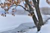 Trees along the frozen Lake Kussharo in winter with mist rising. Poster Print by Darrell Gulin - Item # VARPDDAS15DGU0043