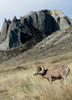 Rocky Mountain bighorn sheep grazing in grasslands Mature rams Poster Print by Richard Wright (18 x 24) # CN02RWR0405