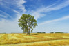 Canada, Manitoba, Dugald. Cottonwood tree in canola crop field. Poster Print by Jaynes Gallery - Item # VARPDDCN03BJY0439