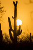 USA, Arizona, Saguaro National Park. Saguaro cactus at sunset.  Poster Print by Jaynes Gallery - Item # VARPDDUS03BJY0535