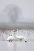 Cosumnes River Preserve, California, USA Two tundra swans in fog Poster Print by Janet Horton (18 x 24) # US05JHO0006