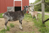 Galena, Illinois, USA. Three dairy goats in front of a red barn.  Poster Print by Janet Horton - Item # VARPDDUS14JHO0012