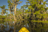 USA, Louisiana, Lake Martin. Kayaking in cypress swamp forest.  Poster Print by Jaynes Gallery - Item # VARPDDUS19BJY0233