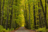 Covered Road near Houghton in the Upper Peninsula of Michigan, USA Poster Print by Chuck Haney - Item # VARPDDUS23CHA0307
