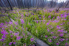 Fireweed filling in after wildfire near Missoula, Montana, USA. Poster Print by Jaynes Gallery - Item # VARPDDUS27BJY0161