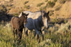 Wild horses in Theodore Roosevelt National Park, North Dakota, USA Poster Print by Chuck Haney - Item # VARPDDUS35CHA0432