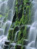 USA, Oregon, Three Sisters Wilderness. Close-up of Proxy Falls. Poster Print by Jaynes Gallery - Item # VARPDDUS38BJY1177