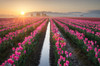 Sunrise over the Skagit Valley Tulip Fields, Washington State Poster Print by Alan Majchrowicz (24 x 18) # US48AMA0098