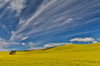 Canola field in full bloom Palouse Country of Eastern Washington Poster Print by Darrell Gulin (24 x 18) # US48DGU1822