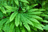 Olallie State Park, Washington State, USA Maidenhair fern plants Poster Print by Janet Horton (24 x 18) # US48JHO1453