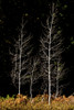 Denuded aspens, White River Area, Wenatchee National Forest, WA. Poster Print by Michel Hersen - Item # VARPDDUS48MHE0460