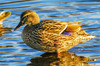 Female mallard duck, Juanita Bay Park, Kirkland Washington State Poster Print by William Perry (24 x 18) # US48WPE0245