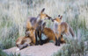 Wyoming, Sublette County. Two red fox kits nurse their mother  Poster Print by Elizabeth Boehm - Item # VARPDDUS51EBO0792