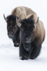 Usa, Wyoming, Yellowstone National Park. Bison walking in deep snow Poster Print by Ellen Goff - Item # VARPDDUS51EGO0229