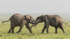 Africa, Kenya, Maasai Mara National Reserve. Elephants greeting. Poster Print by Jaynes Gallery - Item # VARPDDAF21BJY0126