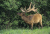 Canada, Alberta, Jasper National Park. Bull elk gnawing on bone. Poster Print by Jaynes Gallery - Item # VARPDDCN01BJY0226