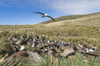 Black-browed albatross or black-browed mollymawk, Falkland Islands Poster Print by Martin Zwick - Item # VARPDDSA09MZW0976