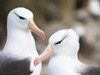 Black-browed albatross or black-browed mollymawk, Falkland Islands Poster Print by Martin Zwick - Item # VARPDDSA09MZW0988