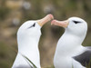 Black-browed albatross or black-browed mollymawk, Falkland Islands Poster Print by Martin Zwick - Item # VARPDDSA09MZW0995