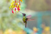 Central America, Costa Rica. Male talamanca hummingbird feeding. Poster Print by Jaynes Gallery - Item # VARPDDSA22BJY0089