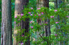 Rhododendrons blooming, Del Norte Redwoods State Park, California Poster Print by Darrell Gulin (24 x 18) # US05DGU0198