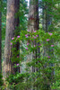 Rhododendrons blooming, Del Norte Redwoods State Park, California Poster Print by Darrell Gulin (18 x 24) # US05DGU0199