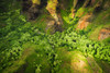 Lush valley and cliffs, Nualolo Kai State Park, Kauai, Hawaii, USA. Poster Print by Russ Bishop - Item # VARPDDUS12RBS0512