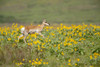 National Bison Range, Montana Pronghorn doe with a yellow ear tag  Poster Print by Janet Horton - Item # VARPDDUS27JHO0017