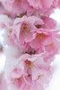 Snow on cherry blossoms, spring snowstorm, Portland, Oregon. Poster Print by Stuart Westmorland - Item # VARPDDUS38SWR0394