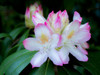 Soft focus of a variegated pink and white rhododendron in a garden Poster Print by Julie Eggers (24 x 18) # US39JEG0106